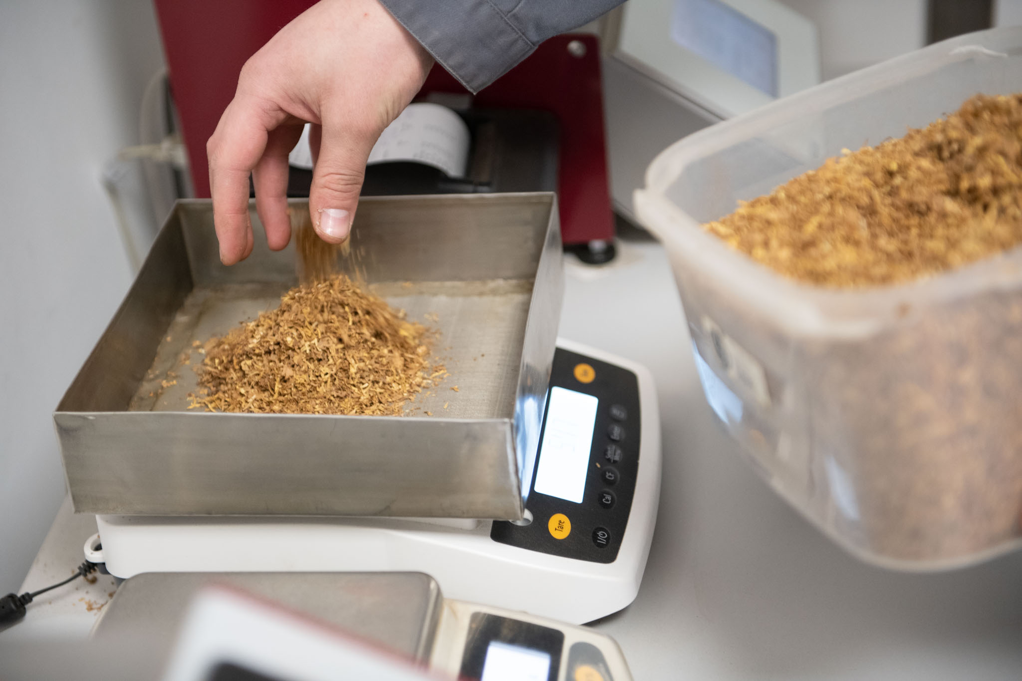 tobacco pest control Tobacco Thrips | Pest Management
